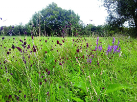 Meer natuurontwikkeling in de Dorent–Nelebroek in Eppegem