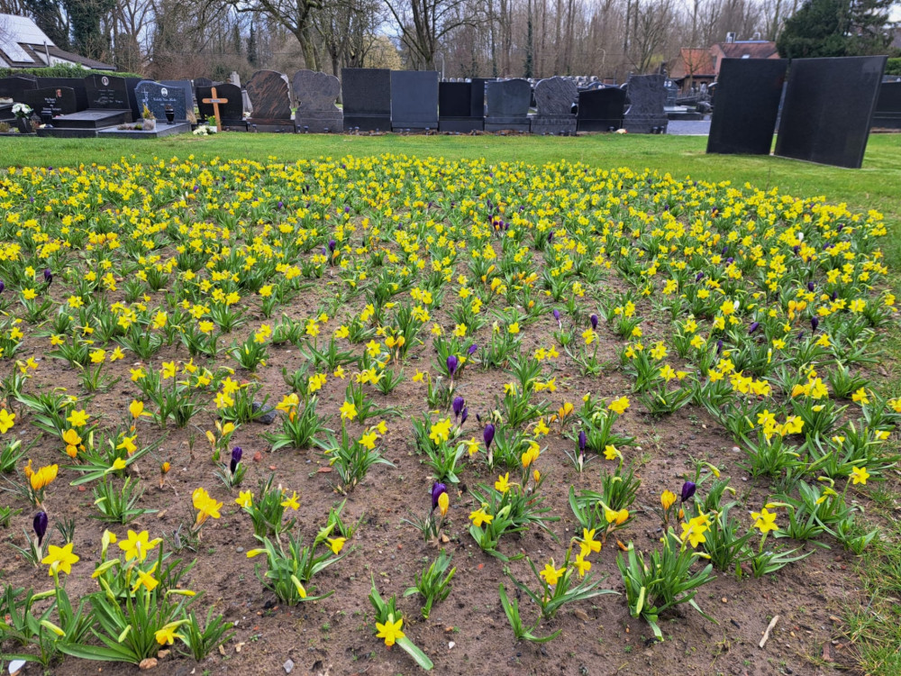 18.000 Bloembollen fleuren o.a. begraafplaatsen in Zemst op