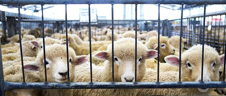 Geen dieren op een markt, circus en kermis